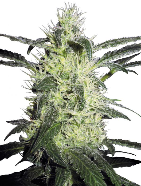 Silver Haze (10-seed pack)