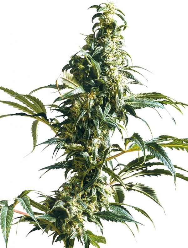 Mexican Sativa (10-seed pack)
