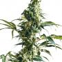 Mexican Sativa (10-seed pack)