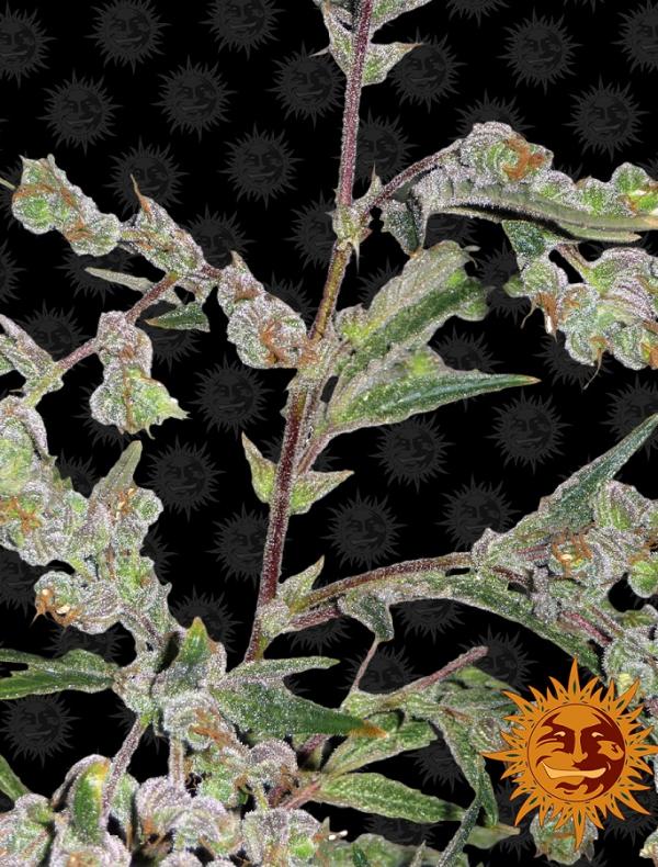 Dr Grinspoon (1-seed pack)