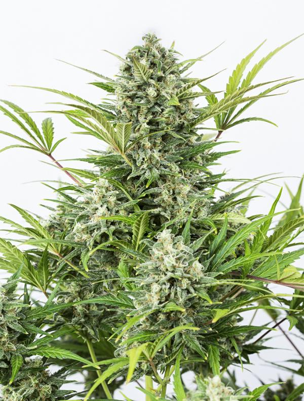 Critical Cheese Autoflowering (1-seed pack)