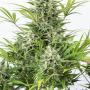 Critical Cheese Autoflowering (1-seed pack)