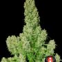White Russian (11-seed pack)