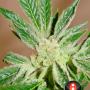 White Russian (Pack 11 graines)