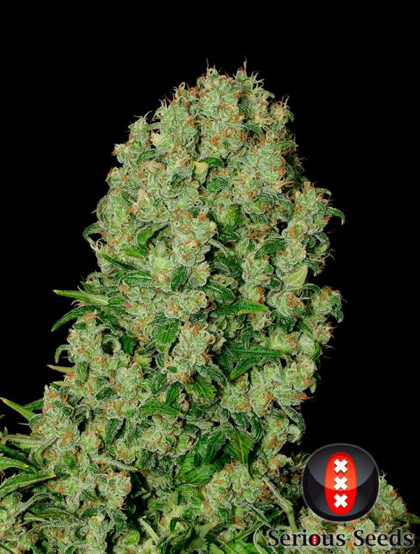 White Russian (Pack 11 graines)