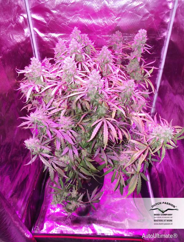 Auto - seeds Auto Ultimate by Dutch Passion GrowShop