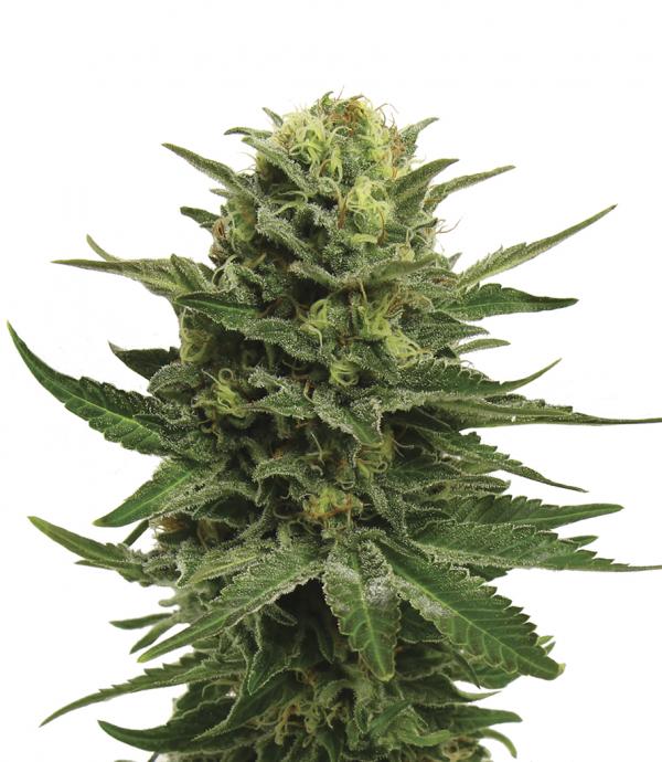 Blue Mystic - Cannabis seeds Blue Mystic by Royal Queen Seeds