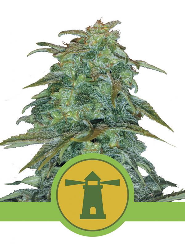 Royal Haze Automatic (1-seed pack)