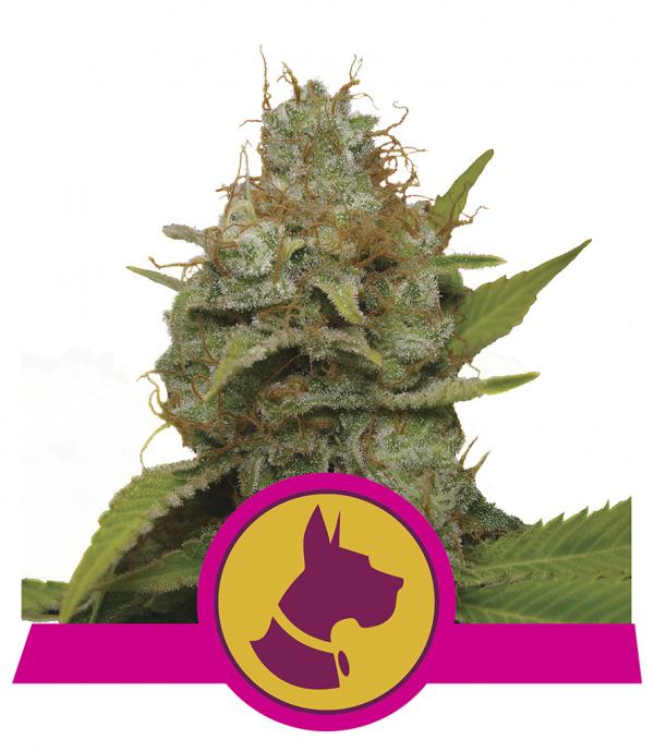 Neutralizador de olor de marihuana - Royal Queen Seeds