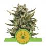 White Widow Automatic (Pack 1 graine)