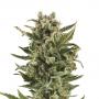 White Widow Automatic (Pack 1 graine)