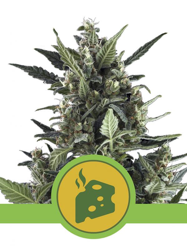 Blue Cheese Automatic (Pack 1 graine)