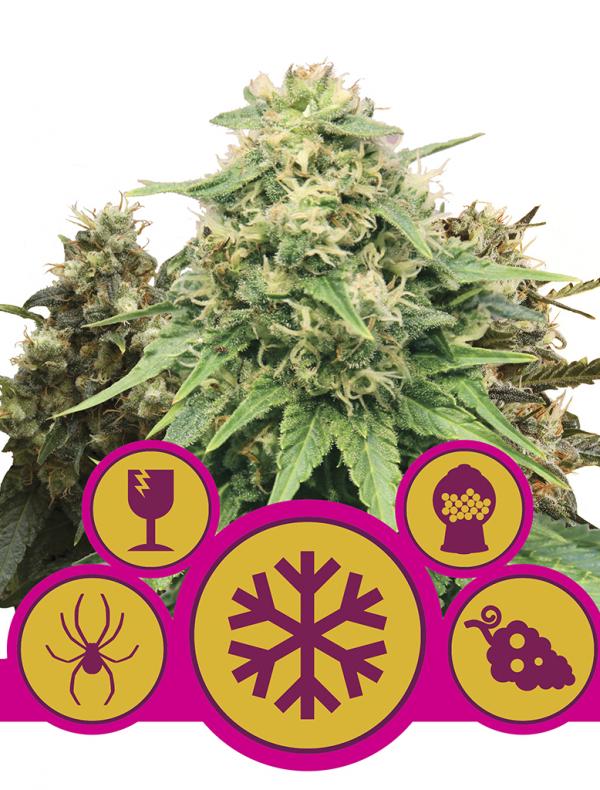 Feminized Mix (3-seed pack)