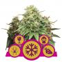 Feminized Mix (3-seed pack)