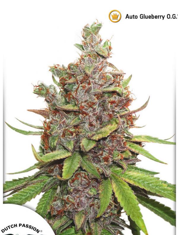Auto Glueberry O.G. (1-seed pack)