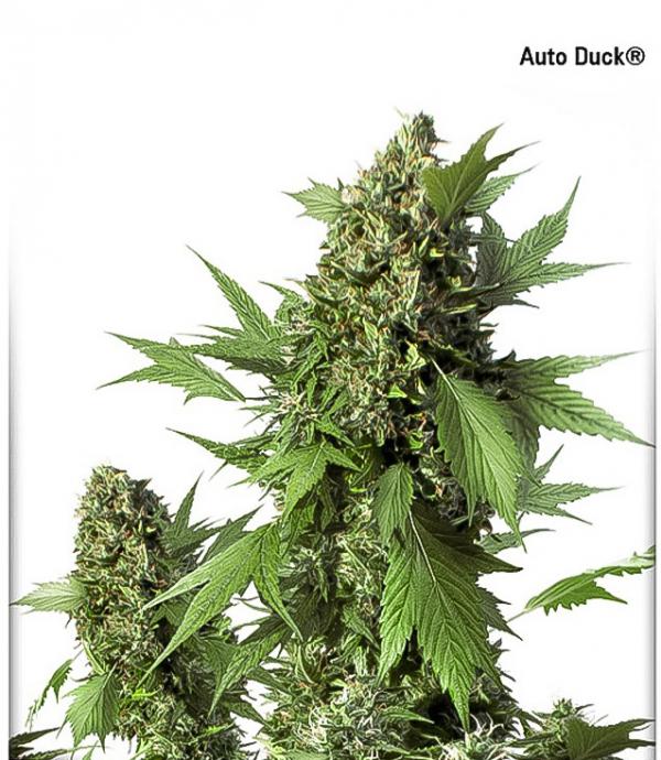 Auto Duck (Pack 1 graine)