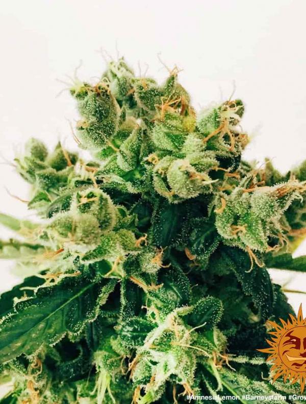 Semillas de marihuana de sabores - Blog de Madame Grow