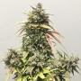 Pineapple Express Auto (Pack 1 graine)