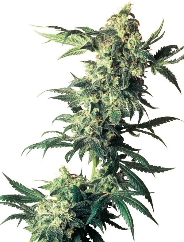 Northern Lights (10-seed pack)