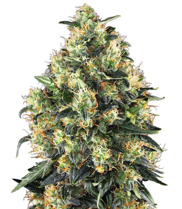 Pence noodzaak Karakteriseren Super Skunk Auto - Cannabis seeds Super Skunk Auto by Sensi Seeds - LaMota  GrowShop
