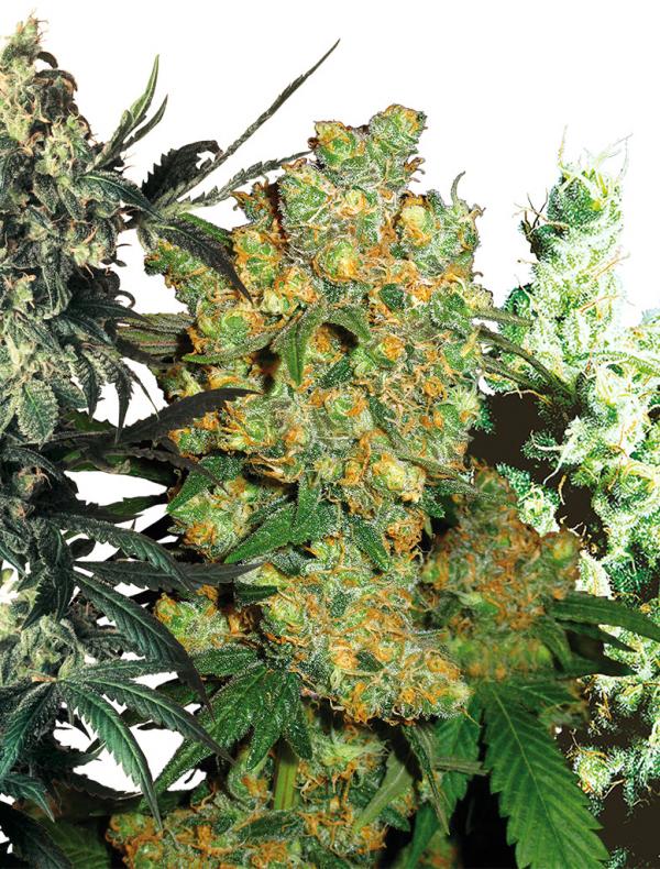 Feminized Mix (10-seed pack)