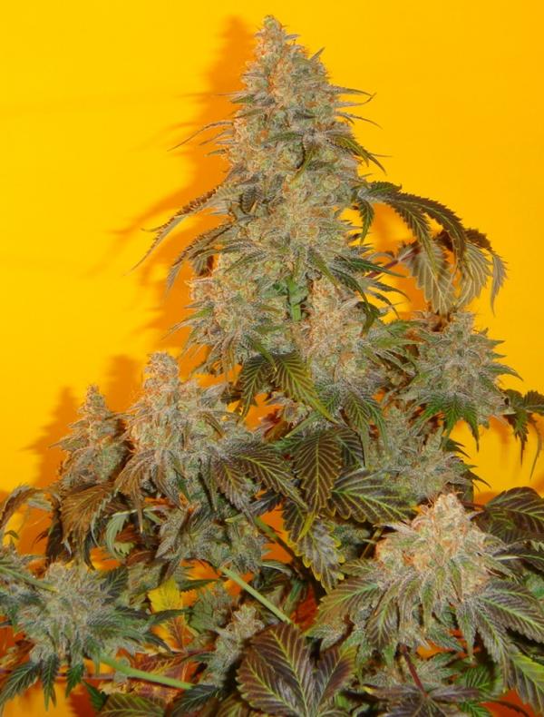 old time indiana bubble gum strain