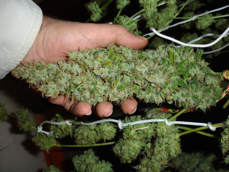 Cómo Secar Marihuana Rápidamente Y 3 Alternativas Para Los Cogollos Húmedos  - Zamnesia Blog