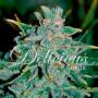 Northern Light Blue Auto (Pack 3 graines)