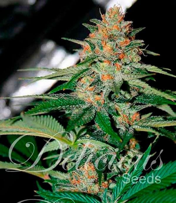 Delicious Candy (7-seed pack)