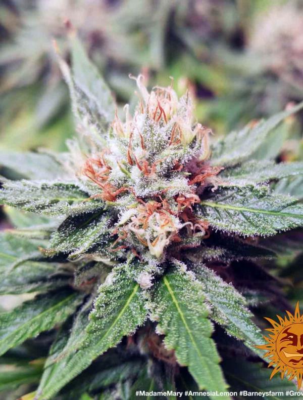 Semillas de marihuana de sabores - Blog de Madame Grow
