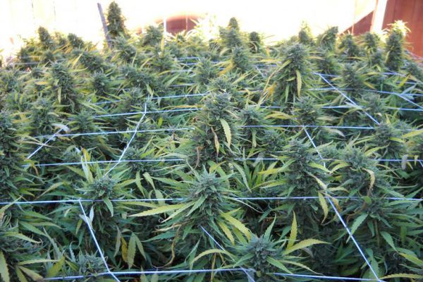 Dix types de SCROG pour laisser tout le potentiel des filets s'exprimer  dans la culture de cannabis - LaMota GrowShop