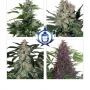 Assorted Auto (10-seed pack)