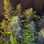 C99 X Blueberry Fast (3-seed pack)
