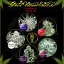 Indica Mix E (5-seed pack)