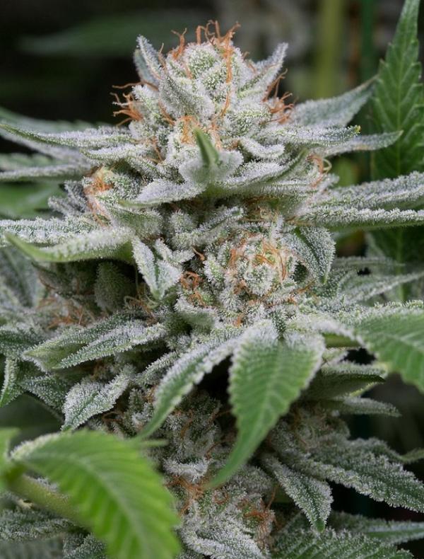 Gorilla (10-seed pack)