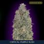 Critical Purple Kush (Pack 1 semilla)