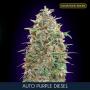 Auto Purple Diesel (1-seed pack)