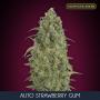 Auto Strawberry Gum (1-seed pack)