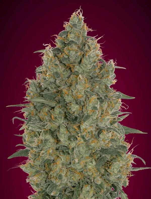 Feminized Collection #6 (6-seed pack)