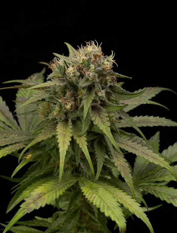 L.A. DOG Autoflowering (5-seed pack)