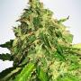 Auto Cannabis Light (5-seed pack)