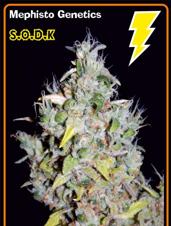 SODK (3-seed pack)