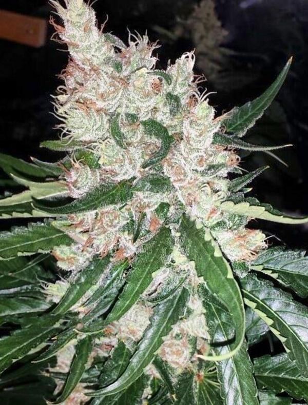 Pink Bubble Gum (12-seed pack)