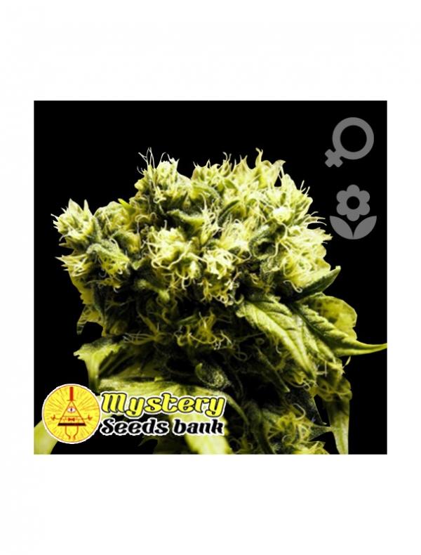 Super Silver Haze Auto (5-seed pack)