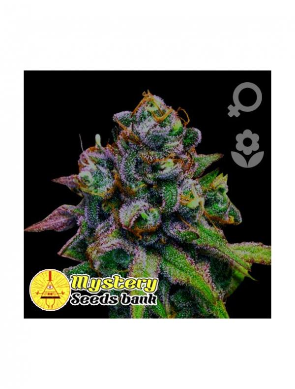 Blueberry Auto (5-seed pack)