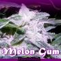 Melon Gum (2-seed pack)