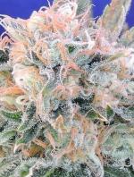 Auto Blueberry Ghost OG (Pack 5 graines)