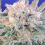 Auto Blueberry Ghost OG (Pack 5 semillas)