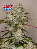 Sticky Dream (5-seed pack)