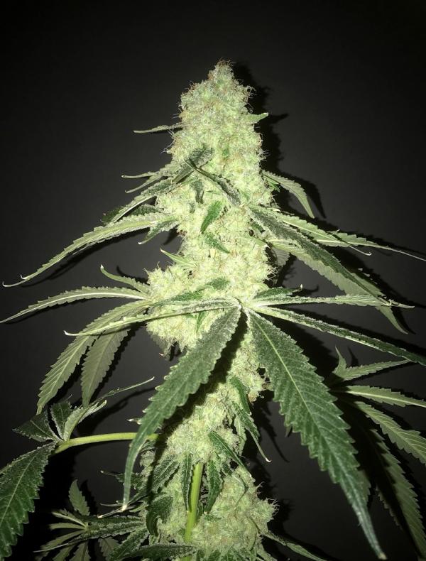 Her Majesty’s Kush (6-seed pack)